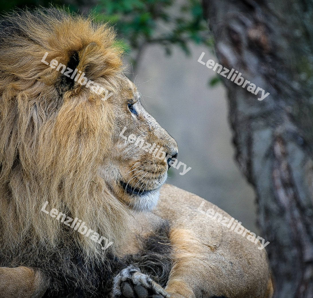 Lion on the ground